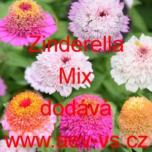 Ost&aacute;lka sličn&aacute;, lep&aacute; Zinderella Mix