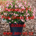 Kysala mezidruhov&aacute; Sensation F1 Pink Green Leaf