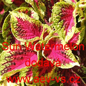 Africk&aacute; kopřiva, Pochvatec ozdobn&yacute;, &scaron;i&scaron;&aacute;kovit&yacute;, Kopřivěnka zkř&iacute;žen&aacute; Sun Watermelon