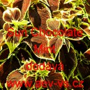 Africk&aacute; kopřiva, Pochvatec ozdobn&yacute;, &scaron;i&scaron;&aacute;kovit&yacute;, Kopřivěnka zkř&iacute;žen&aacute; Sun Chocolate Mint