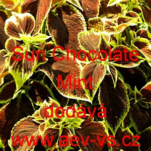 Africk&aacute; kopřiva, Pochvatec ozdobn&yacute;, &scaron;i&scaron;&aacute;kovit&yacute;, Kopřivěnka zkř&iacute;žen&aacute; Sun Chocolate Mint