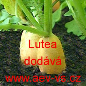 Ředkev set&aacute; Lutea