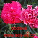 Hvozd&iacute;k karafi&aacute;t Chabaud Mix