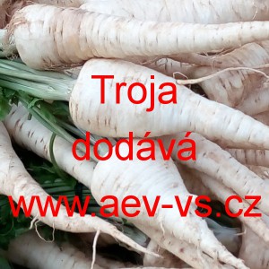 Petržel kořenov&aacute; Troja