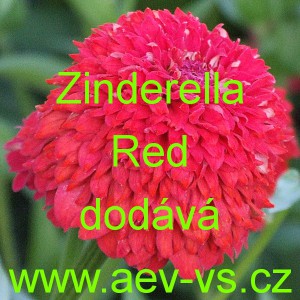 Ost&aacute;lka sličn&aacute;, lep&aacute; Zinderella Red