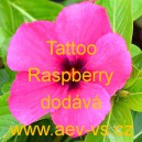 Barv&iacute;nek růžov&yacute; Tattoo Raspberry