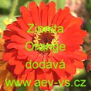 Ost&aacute;lka sličn&aacute;, lep&aacute; Zinnita Orange