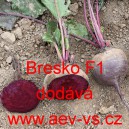 Řepa červen&aacute; sal&aacute;tov&aacute; hybridn&iacute; Bresko F1