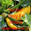 Tykev obecn&aacute; cuketa hybridn&iacute; Golden Glory F1