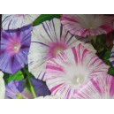 Pov&iacute;jnice nachov&aacute; Carnevale di Venezia