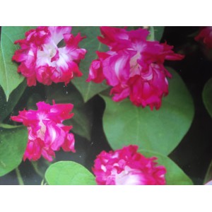 Pov&iacute;jnice nachov&aacute; Sunrise Serenade