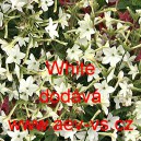 Tab&aacute;k Sandeřin, Sanderův White