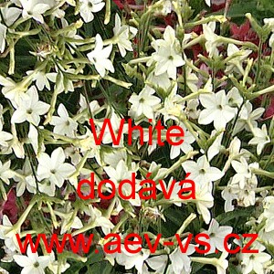 Tab&aacute;k Sandeřin, Sanderův White