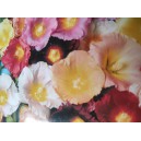 Topolovka fikolist&aacute; Happy Lights Mix