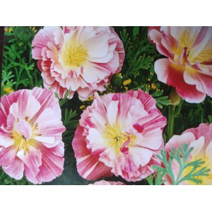 Sluncovka kalifornsk&aacute;, kalifornsk&yacute; m&aacute;k Thai Silk Appleblossom