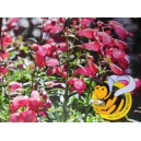 Drač&iacute;k mexick&yacute; Carillo Red