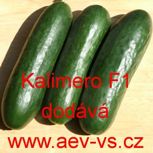 Okurka set&aacute; sal&aacute;tov&aacute; hybridn&iacute; "hadovka" do sklen&iacute;ku Kalimero F1