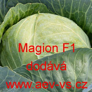 Zel&iacute; hl&aacute;vkov&eacute; b&iacute;l&eacute; hybridn&iacute; Magion F1