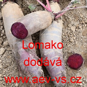 Řepa červen&aacute; sal&aacute;tov&aacute; Lomako