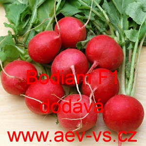 Ředkvička hybridn&iacute; celoročn&iacute; Bodiam F1