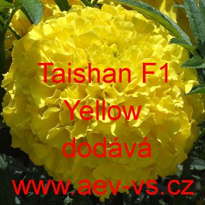Aksamitn&iacute;k vzpř&iacute;men&yacute; Taishan F1 Yellow