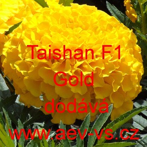 Aksamitn&iacute;k vzpř&iacute;men&yacute; Taishan F1 Gold