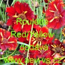 Kr&aacute;snoočko dvoubarevn&eacute; Roulette Red/Yellow