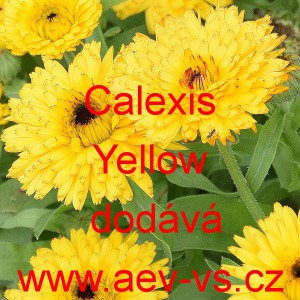 Měs&iacute;ček l&eacute;kařsk&yacute; Calexis Yellow