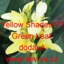 Dosna zahradn&iacute; (kanna) Yellow Shades F1 Green Leaf