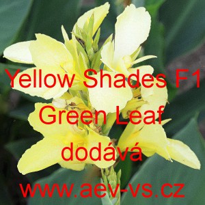 Dosna zahradn&iacute; (kanna) Yellow Shades F1 Green Leaf