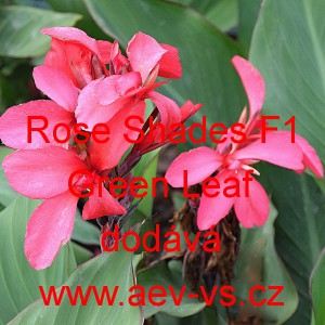 Dosna zahradn&iacute; (kanna) Rose Shades F1 Green Leaf