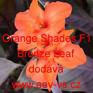Dosna zahradn&iacute; (kanna) Orange Shades F1 Bronze Leaf