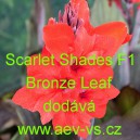 Dosna zahradn&iacute; (kanna) Scarlet Shades F1 Bronze Leaf