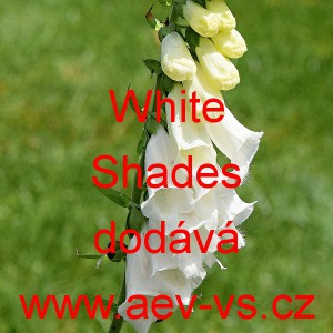 N&aacute;prstn&iacute;k červen&yacute; White Shades
