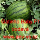 Meloun vodn&iacute; hybridn&iacute; Gatinho Baby F1