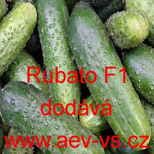 Okurka set&aacute; nakl&aacute;dačka hybridn&iacute; partenokarpick&aacute; hrub&aacute; Rubato F1