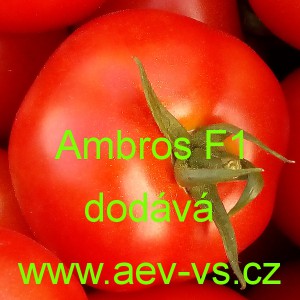 Rajče tyčkov&eacute; hybridn&iacute; Ambros F1