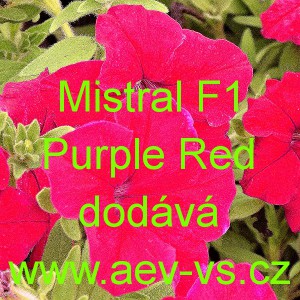 Pet&uacute;nie zkř&iacute;žen&aacute; velkokvět&aacute; Mistral F1 Purple Red