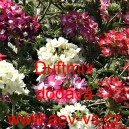 Spor&yacute;&scaron; zahradn&iacute;, zkř&iacute;žen&yacute; Duftmix