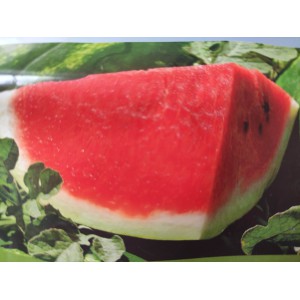 Meloun vodn&iacute; hybridn&iacute; Arashan F1