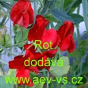 Hrachor vonn&yacute; Rot