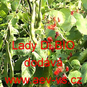 Fazol pnouc&iacute; &scaron;arlatov&yacute; Lady Di BIO