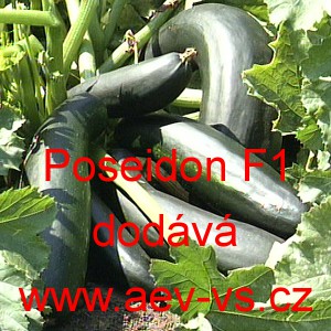 Tykev obecn&aacute; cuketa hybridn&iacute; Poseidon F1