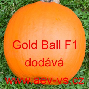 Tykev obecn&aacute; cuketa hybridn&iacute; kulat&aacute; Gold Ball F1