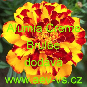 Aksamitn&iacute;k rozkladit&yacute; Alumia Creme Brul&eacute;e