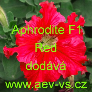 Pet&uacute;nie velkokvět&aacute; třepenit&aacute; Aphrodite F1 Red