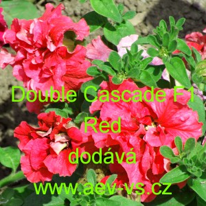Pet&uacute;nie velkokvět&aacute; plnokvět&aacute; Double Cascade F1 Red
