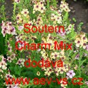 Divizna zkř&iacute;žen&aacute; Southern Charm Mix