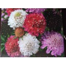 Hlav&aacute;č černopurpurov&yacute;, tmavonachov&yacute;, černonachov&yacute; Mammuth Mischung