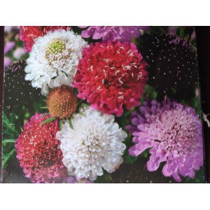 Hlav&aacute;č černopurpurov&yacute;, tmavonachov&yacute;, černonachov&yacute; Mammuth Mischung